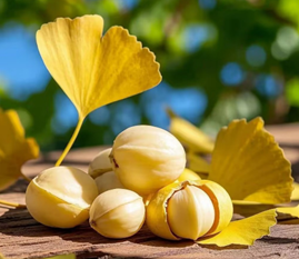 銀杏：古老智慧與現代營養的黃金果