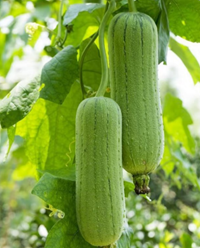 絲瓜：夏日清爽良方，美容養生的綠色食材