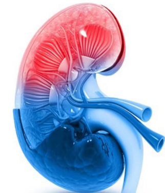 腎臟老化不可逆！六大秘訣幫肝腎排毒