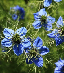 黑種草籽油 vs 魚油：哪個更適合你？