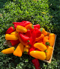 彩椒：不只是顏色美麗，還是維生素 C 與抗氧化力的寶庫！