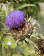 天然護肝新寵兒——朝鮮薊的保健功效！