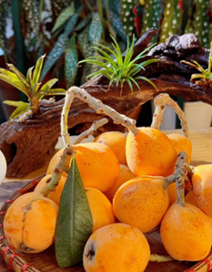 枇杷：潤肺生津的天然果實，健康與美味兼具