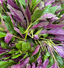 《紅鳳菜：熱帶寶藏蔬菜，營養與健康的天然來源》