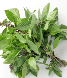 九層塔：不只是三杯雞的靈魂，更是營養與市場的新星