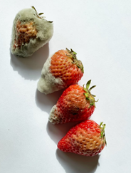 水果發霉也別吃！挑選及食用水果的三大步驟