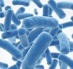 益生菌菌數越多越好？專業解析與迷思破解