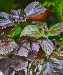 紫蘇：從古籍藥食到現代超級食材，葉片間藏著的香氣與營養力量