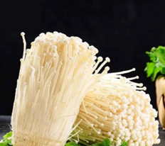 金針菇：從餐桌小配角到現代功能食品的新星