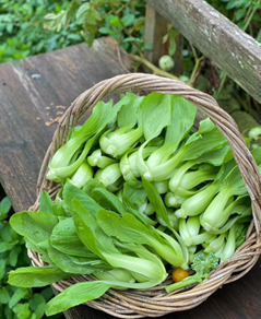 青江菜：日常小菜的大營養秘密，從古代藥膳到現代保健