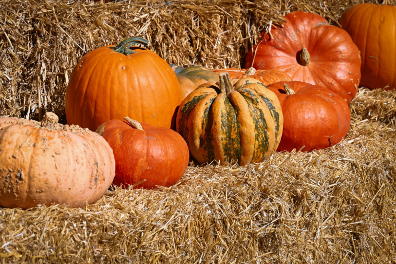 南瓜不是「菜」是「飯」！營養師專業揭露：這樣吃，妳的體重永遠降不下來！