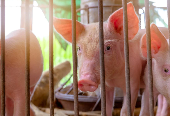非洲豬瘟再現警報！守好日常防線，拒當防疫破口